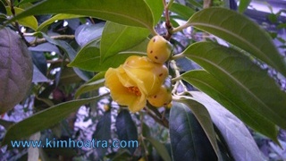 Cây Giống Trà Hoa Vàng Tiêu Chuẩn - Camellia Tamdaoenis